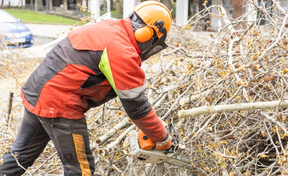 How Many times Should You Prune a Tree?