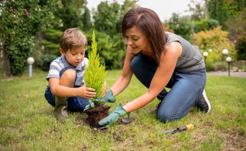 How to Organize Plants in My Garden