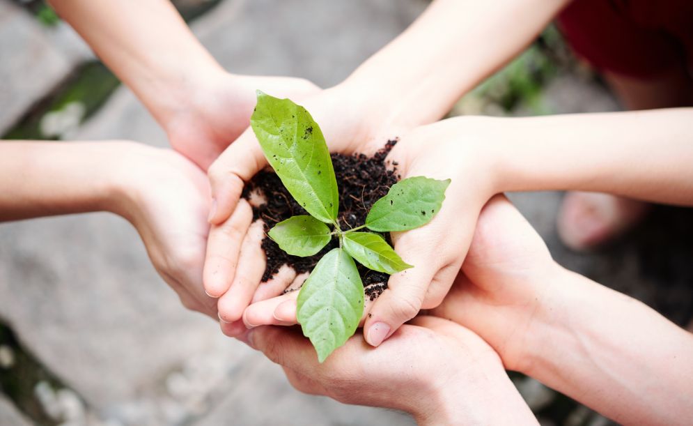 How to save a Plant: