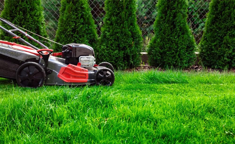 The Magic of a Great Looking Lawn with Sod Grass
